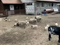 Säue, Schweine — Foto 3