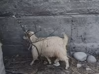 Ovca, Овце — fotografija 3