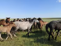 კვიცი, Kazakh horse — ფოტო 3