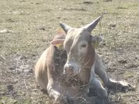 Boğa, Zebu — foto 1