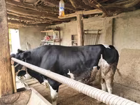 Toro, Russian Black pied cattle — foto 2