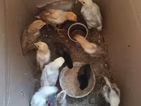 Chickens — foto 4