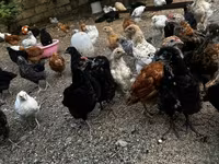 Chickens — Foto 2
