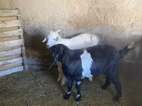 Kambing jantan, Goats — foto 1