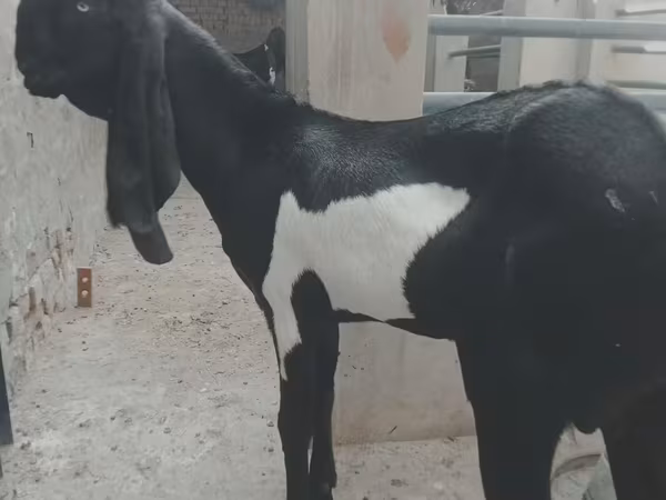 Kozel, Barbari goats