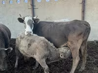 Ko, Simmental cattle — foto 2