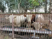 Бух, Simmental cattle — 2 зураг