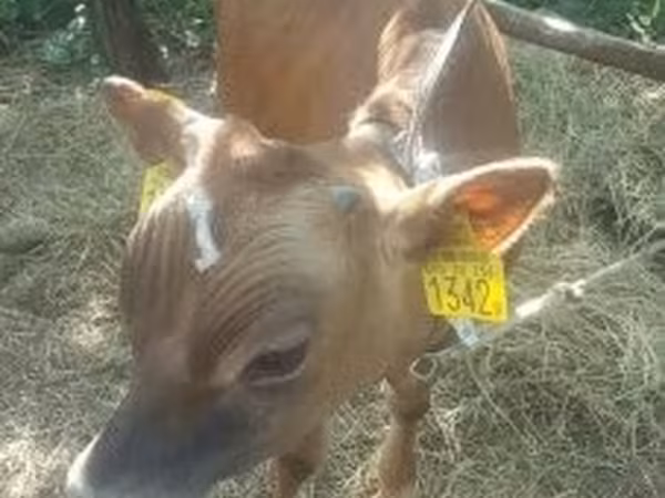 Bull, Jersey breed — Hungary