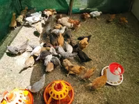 Chickens — புகைப்படம் 1