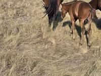Kobyła, Kazakh horse — zdjęcie 4