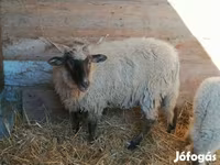 میش, Racka sheep — عکس 1