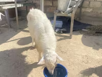 بز نر, بز — عکس 5