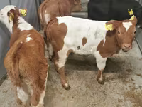 گاو نر, Simmental cattle — عکس 2