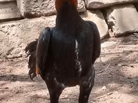Chickens — foto 1