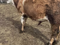 ወንድ በሬ, Simmental cattle — ፎቶ 1