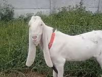 Kambing jantan, Nubian Goat — foto 1