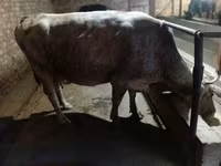 Mucca, Razza Alataus — foto 5