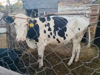 Vaca, Ganado vacuno — foto 4