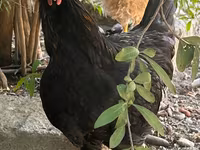 Chickens — ছবি 4