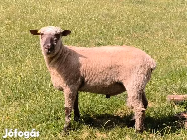 Widder, Shroshire sheep