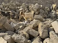 بز نر, بز — عکس 6
