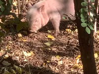 Scrofa, Maiali — foto 2