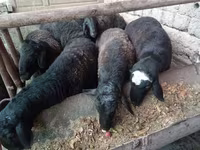 قوچ, Rhon sheep — عکس 1