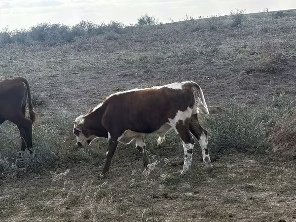 Бух, Казах цагаан толгойт үхэр