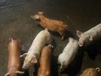 Boar, Pigs — photo 1