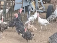 Turkeys — عکس 1