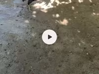 Chickens — عکس 1