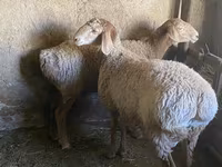 Montone, Rhon sheep — foto 1