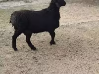 كبش, Rhon sheep — الصورة 2