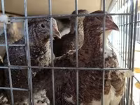 Quails — foto 1