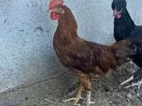 Chickens — รูปภาพ 3