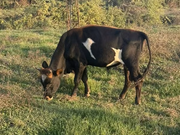 Mucca, Bovini