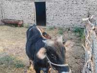 Byk, Swiss cattle — zdjęcie 2
