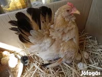 Chickens — รูปภาพ 3