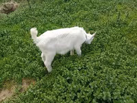 بز نر, Saanen goat — عکس 1