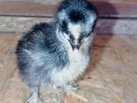 Pekin Bantam — zdjęcie 2