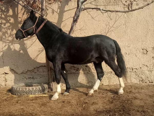 Konji (partija, pol nije naveden), Коњи — Узбекистан