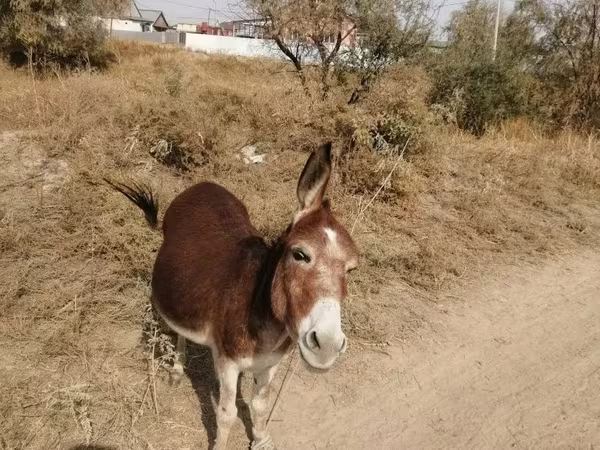 اسب نر, اسب