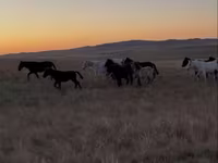 Cavallo, Kazakh horse — foto 2