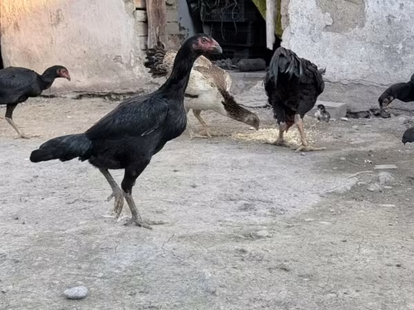 Chickens — Kyrgyzstan