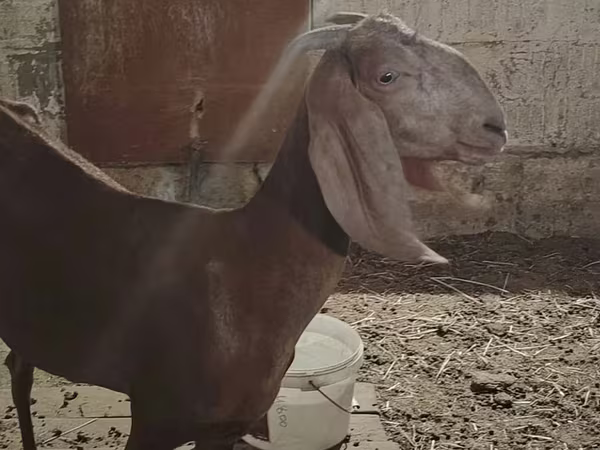 بز ماده, Beetal goats