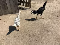 Chickens — عکس 1