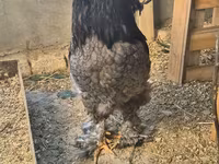 Brahma — foto 4