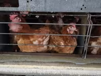Chickens — ảnh 3