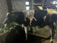 Tehén, Russian Black pied cattle — 3. fotó