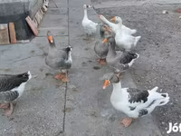 Geese — புகைப்படம் 2